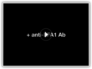 Zenaro Supplementary Video8