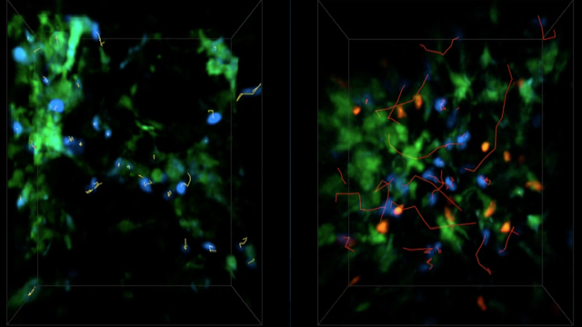 LEFT: Antigen-specific T cells (blue) in stable contact with DCs (green). RIGHT: Wild-type T Reg cells (red) increase the movement of antigen-specific T cells