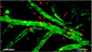 TPLSM image of 5xFAD mice showing migrating cells inside the brain parenchyma