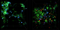 EFT: Antigen-specific T cells (blue) in stable contact with DCs (green). RIGHT: Wild-type T Reg cells (red) increase the movement of antigen-specific T cells