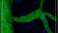 TPLSM image of EAE mice showing migrating cells inside the spinal cord parenchyma