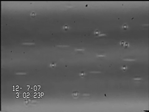 Capillary tubes.mov