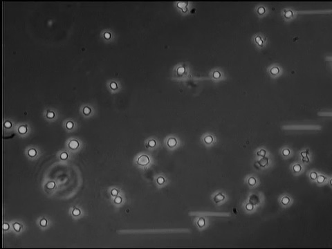 BioFlux.mov