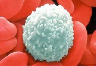 leukocyte1.jpg