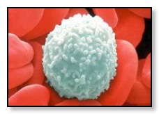 leukocyte1.jpg