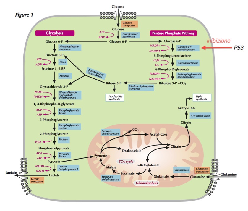 Glicolisi+Ciclo di Krebs+PPP