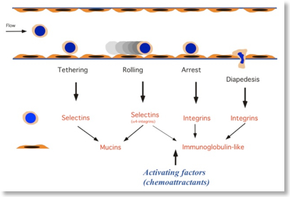 leukcoyte-recruitment-3.jpg