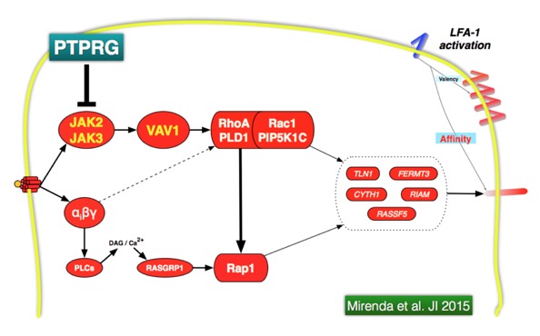 PTPRG and Rho-Rap1-modules