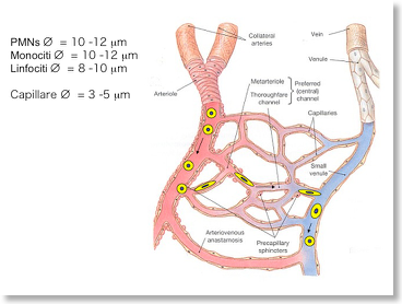 rete-capillare.jpg