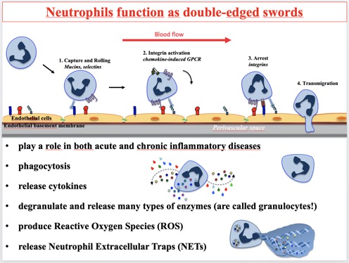 neutrophils double-edged swords